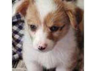 Pembroke Welsh Corgi Puppy for sale in Vermilion, OH, USA