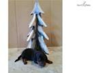 Dachshund Puppy for sale in Wilkes Barre, PA, USA