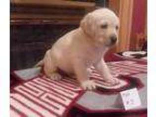 Labrador Retriever Puppy for sale in BELLE CENTER, OH, USA