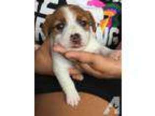 Jack Russell Terrier Puppy for sale in HILO, HI, USA
