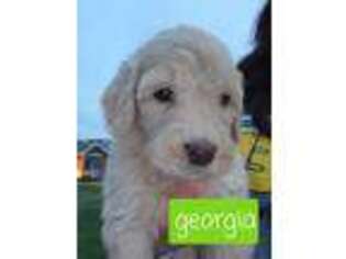 Goldendoodle Puppy for sale in Valparaiso, IN, USA