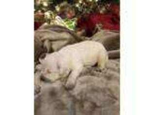 Labrador Retriever Puppy for sale in Eastman, GA, USA