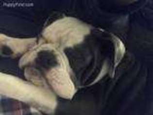 Olde English Bulldogge Puppy for sale in Syracuse, NY, USA