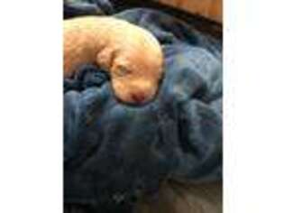 Labradoodle Puppy for sale in Jonesboro, AR, USA