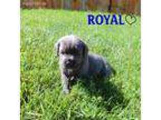 Cane Corso Puppy for sale in Eckert, CO, USA