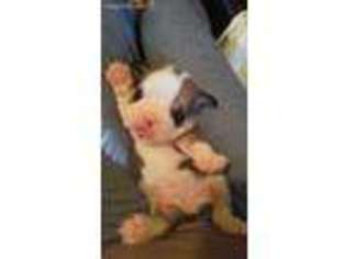 Bulldog Puppy for sale in Bedford, VA, USA