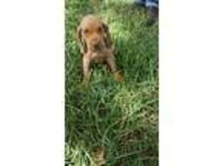 Bloodhound Puppy for sale in Thorndale, TX, USA