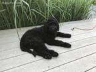 Mutt Puppy for sale in South Haven, MI, USA