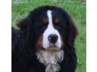 Bernese Mountain Dog Puppy for sale in Gaffney, SC, USA