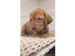 Vizsla Puppy for sale in Hamilton, OH, USA
