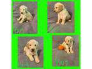 Goldendoodle Puppy for sale in Houston, MS, USA