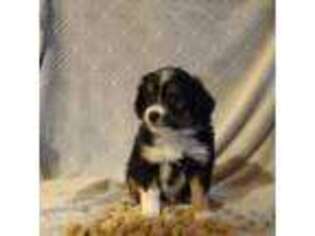Miniature Australian Shepherd Puppy for sale in Omak, WA, USA