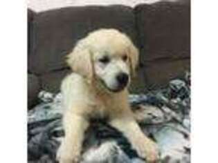 Mutt Puppy for sale in Arlington, MN, USA