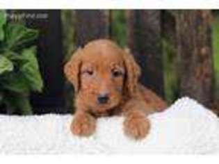 Goldendoodle Puppy for sale in Holmesville, OH, USA