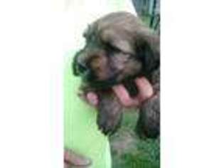 Soft Coated Wheaten Terrier Puppy for sale in Heltonville, IN, USA