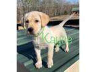 Labrador Retriever Puppy for sale in Carthage, NC, USA