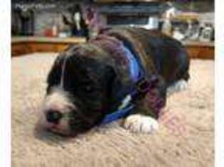 Mutt Puppy for sale in Holt, MO, USA
