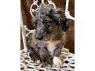 Goldendoodle Puppy for sale in Ipswich, MA, USA