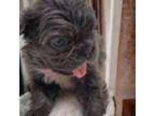 French Bulldog Puppy for sale in Otisville, MI, USA