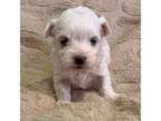 Maltese Puppy for sale in Blythe, CA, USA
