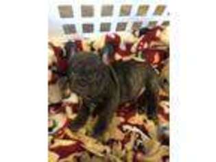 French Bulldog Puppy for sale in Columbus, IN, USA