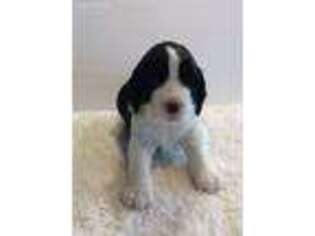 English Springer Spaniel Puppy for sale in Casnovia, MI, USA