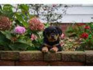 Rottweiler Puppy for sale in Wooster, OH, USA