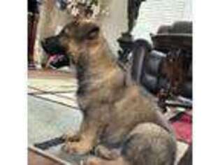 German Shepherd Dog Puppy for sale in Red Bluff, CA, USA