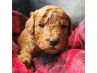 Goldendoodle Puppy for sale in Deming, WA, USA