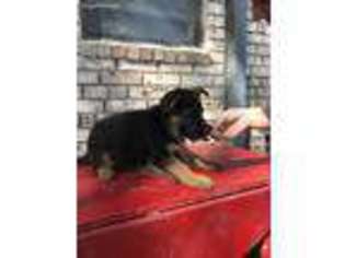 German Shepherd Dog Puppy for sale in Early, TX, USA