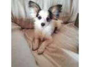 Papillon Puppy for sale in Verona, KY, USA