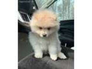 Pomeranian Puppy for sale in Bloomfield, NJ, USA