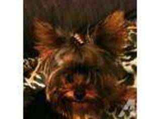 Yorkshire Terrier Puppy for sale in MEDINA, OH, USA