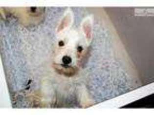 West Highland White Terrier Puppy for sale in Mobile, AL, USA