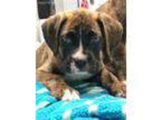 Boxer Puppy for sale in Garden City, MO, USA