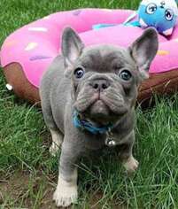 French Bulldog Puppy for sale in Avon, OH, USA