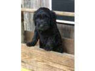 Goldendoodle Puppy for sale in Alpine, AL, USA