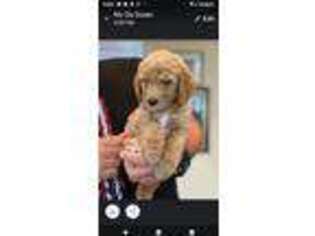 Mutt Puppy for sale in Tanner, AL, USA