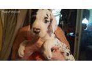 Great Dane Puppy for sale in Jackson, GA, USA
