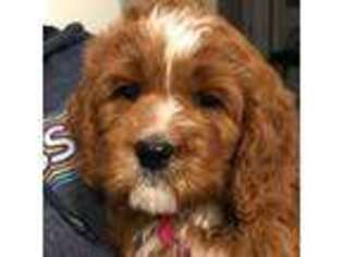Cavapoo Puppy for sale in Cedar City, UT, USA