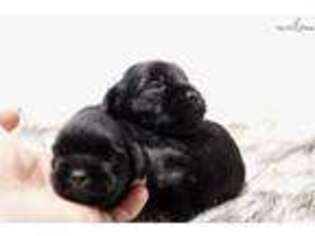 Affenpinscher Puppy for sale in Kirksville, MO, USA