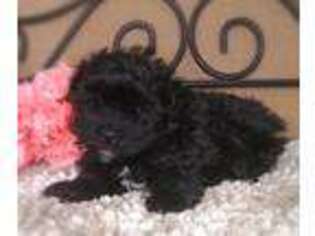 Shih-Poo Puppy for sale in Havana, AR, USA