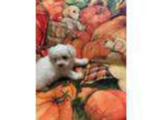 Maltese Puppy for sale in Appleton, WI, USA