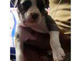 Mutt Puppy for sale in York, PA, USA