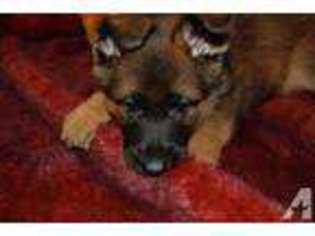 German Shepherd Dog Puppy for sale in BUCKLEY, WA, USA
