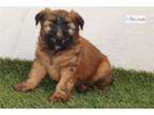 Soft Coated Wheaten Terrier Puppy for sale in Fort Worth, TX, USA