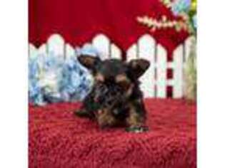 Mutt Puppy for sale in Hersey, MI, USA