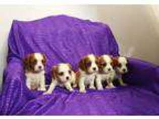 Cavalier King Charles Spaniel Puppy for sale in Bettendorf, IA, USA