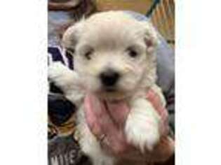 West Highland White Terrier Puppy for sale in Meridian, ID, USA