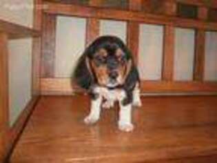 Beagle Puppy for sale in Brownton, MN, USA